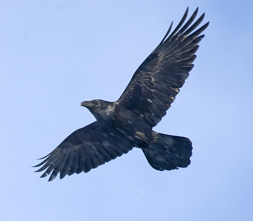 Intelligence in Nature – “Clever RAVENS” | wild resiliency blog!